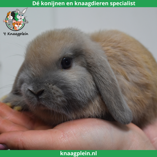 foto van kleur Isabella