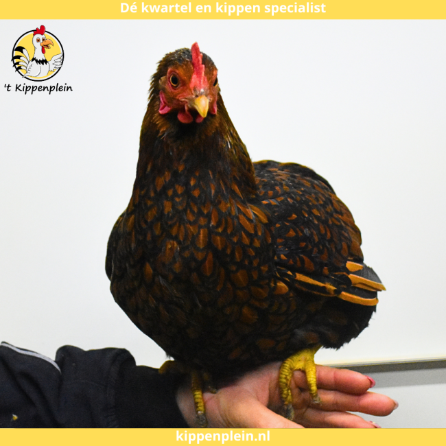 foto van kleur Goudzwartgezoomd