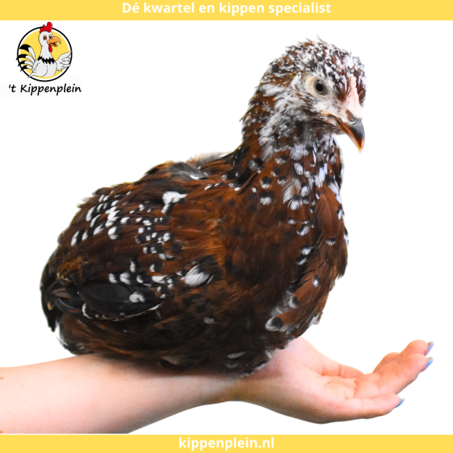 foto van kleur Roodporselein