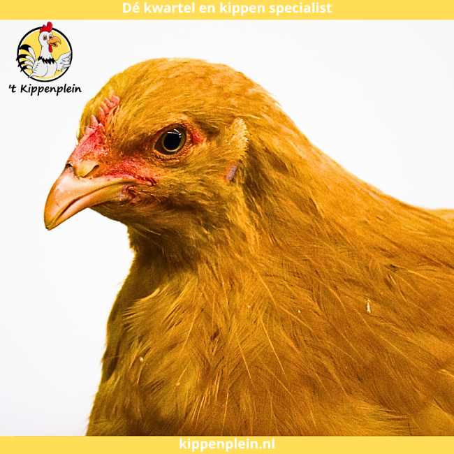 foto van kleur Buff