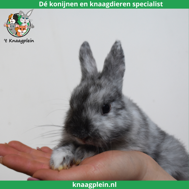 foto van kleur Kleurdwerg - Rohn