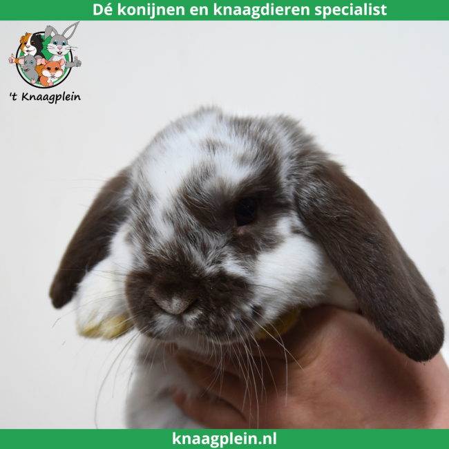 foto van kleur Bruin bont