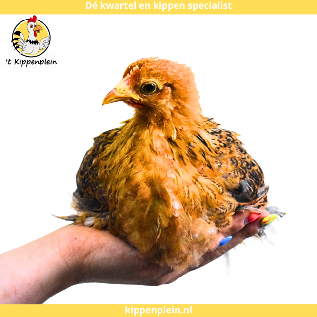foto van kleur Goudzwartgezoomd
