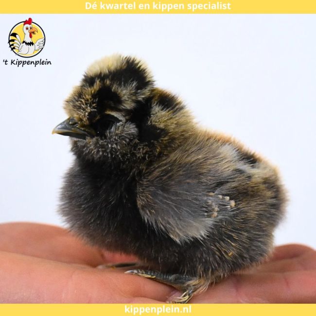 foto van kleur Diverse Kleuren