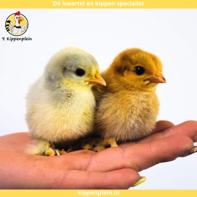 foto van kleur Diverse Kleuren