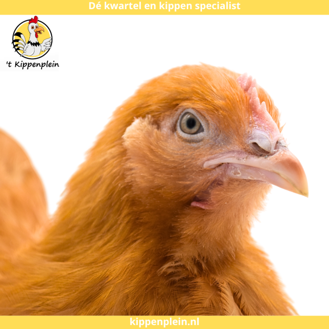 foto van kleur Buff