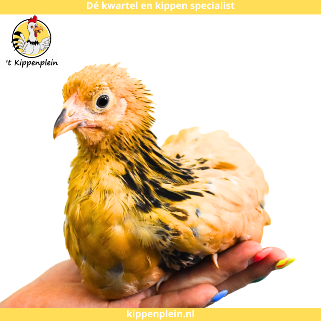 foto van kleur Buff-zwartcolumbia