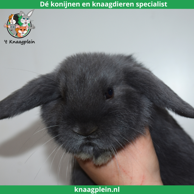 foto van kleur Blauw