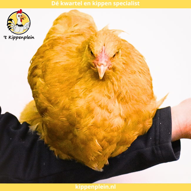 foto van kleur Buff