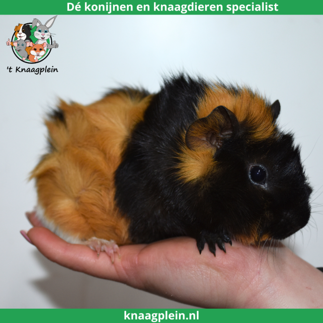 foto van kleur Creme / Zwart / Wit