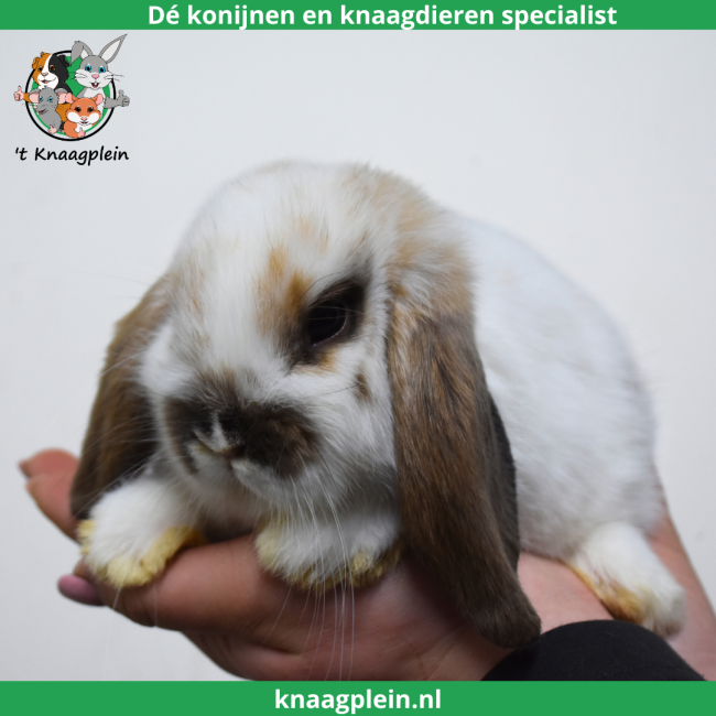 foto van kleur Madagascar te bont