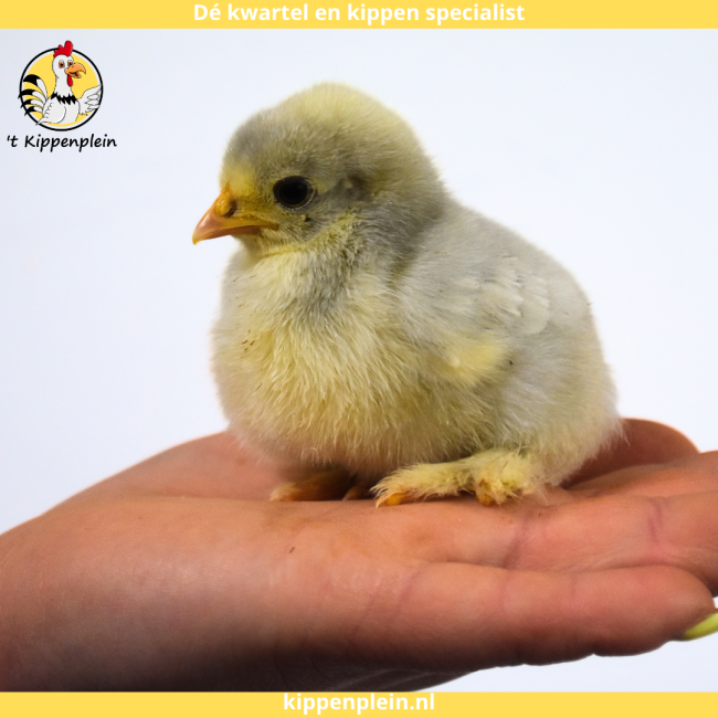 foto van kleur Parelgrijs