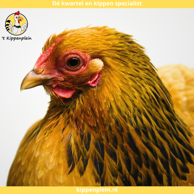 foto van kleur Buff-zwartcolumbia