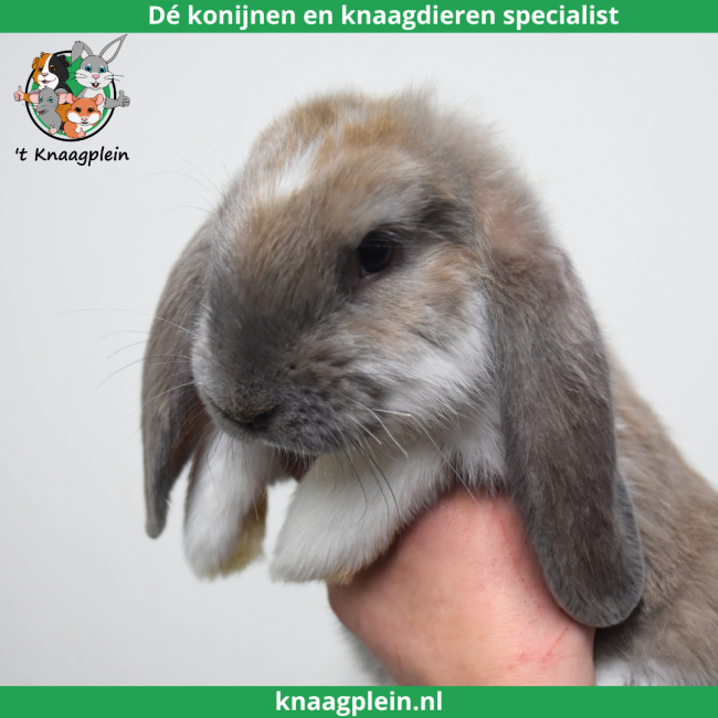 foto van kleur Isabella bont