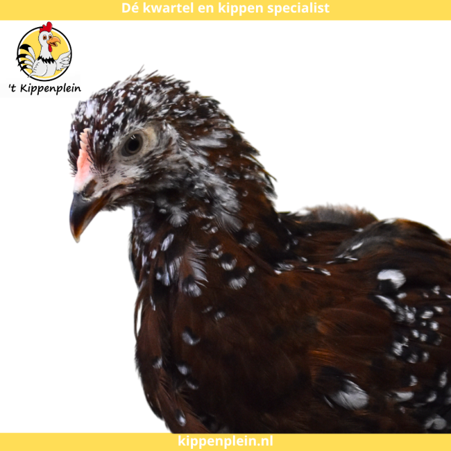 foto van kleur Roodporselein
