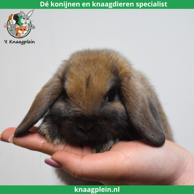 foto van kleur Madagascar