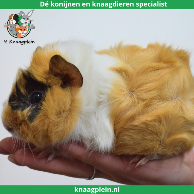 foto van kleur Creme / Zwart / Wit