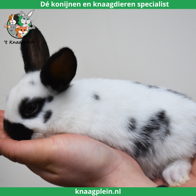 foto van kleur Lotharingerdwerg