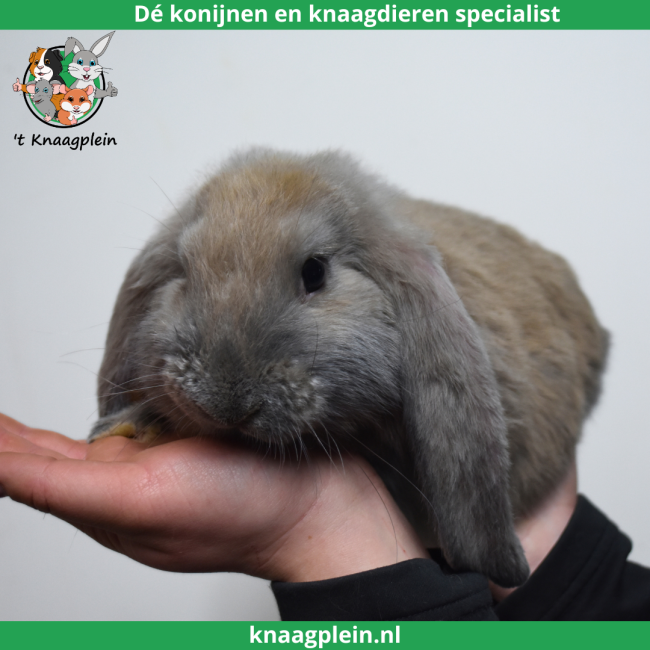 foto van kleur Isabella