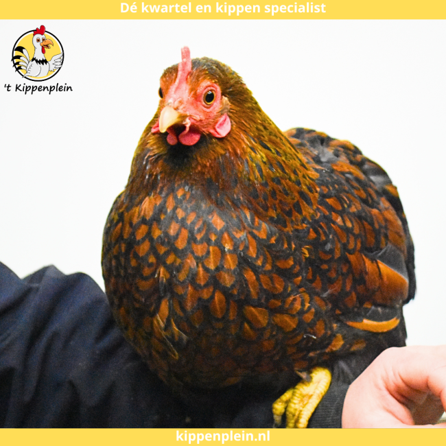 foto van kleur Goudzwartgezoomd