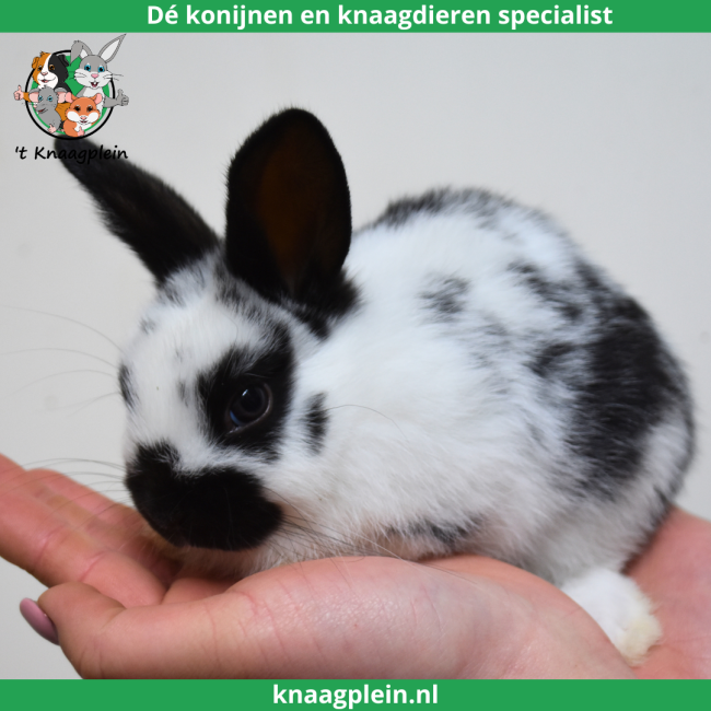 foto van kleur Lotharingerdwerg