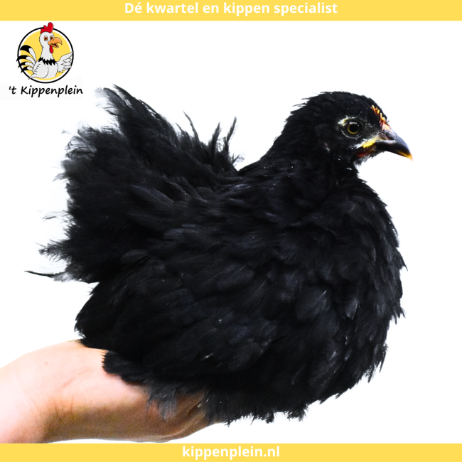 foto van kleur Zwart