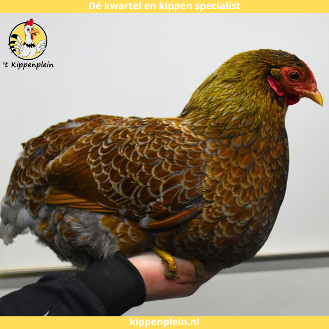 foto van kleur Meerzomig blauwpatrijs