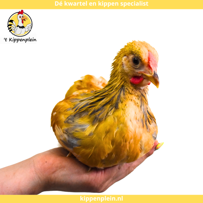 foto van kleur Buff-blauwcolumbia
