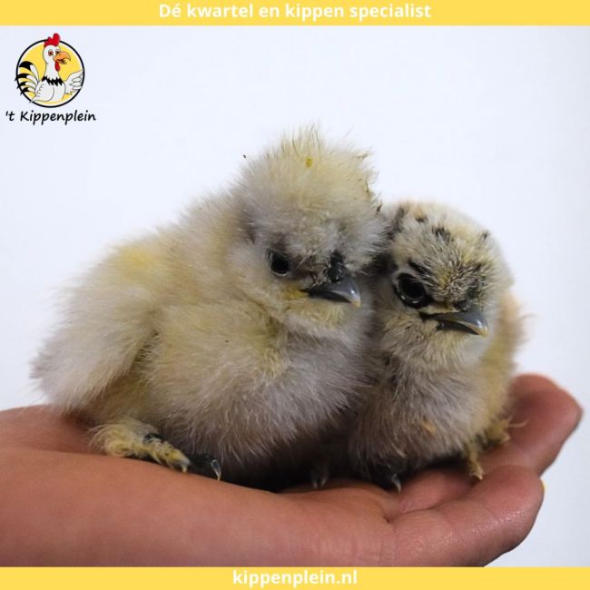 foto van kleur Diverse Kleuren