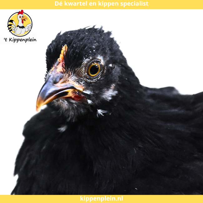 foto van kleur Zwart-Wit Gepareld