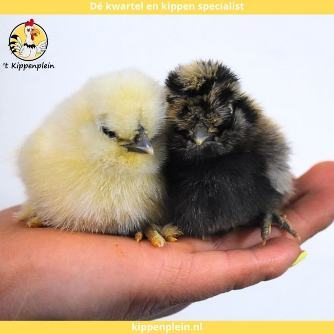 foto van kleur Diverse Kleuren