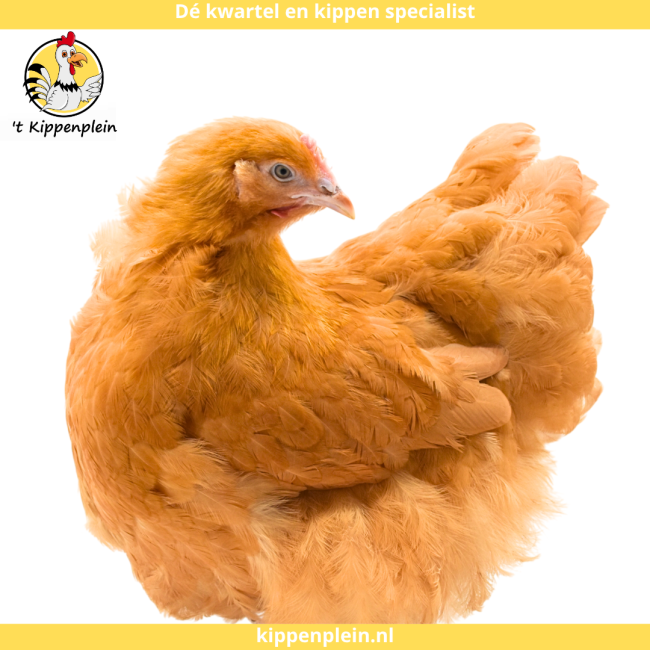 foto van kleur Buff