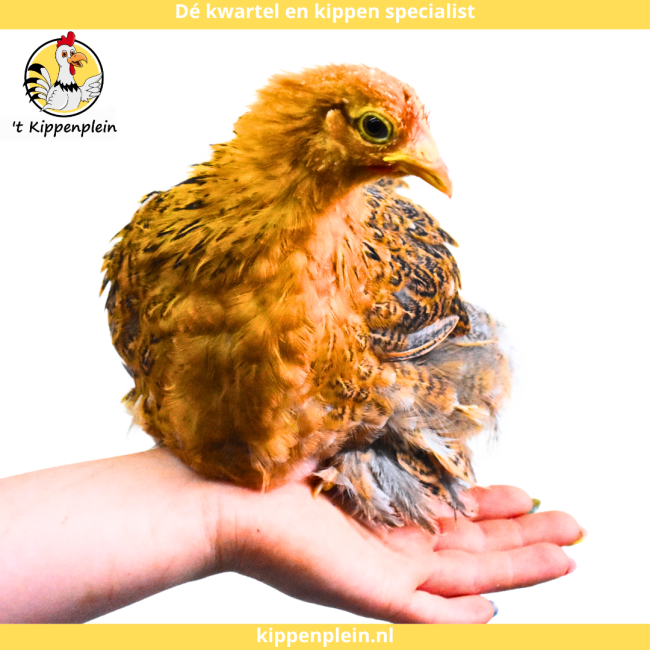 foto van kleur Goudzwartgezoomd