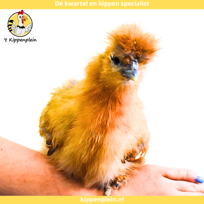 foto van kleur Buff