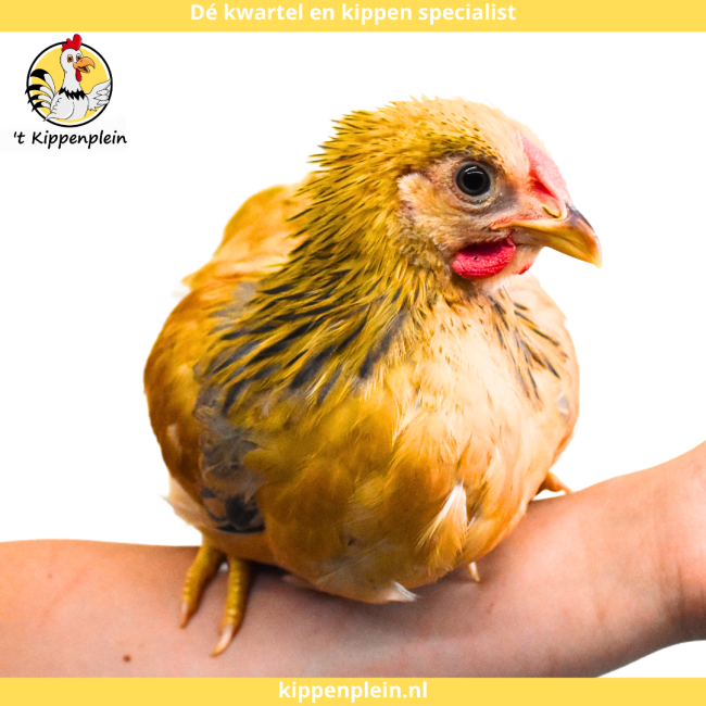 foto van kleur Buff-blauwcolumbia