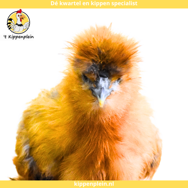 foto van kleur Buff
