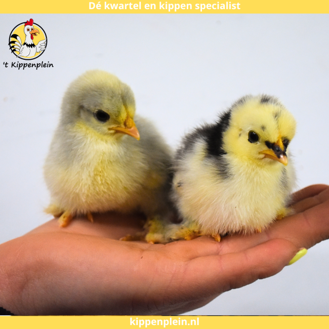 foto van kleur Diverse Kleuren