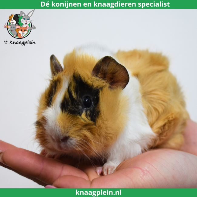 foto van kleur Creme / Zwart / Wit