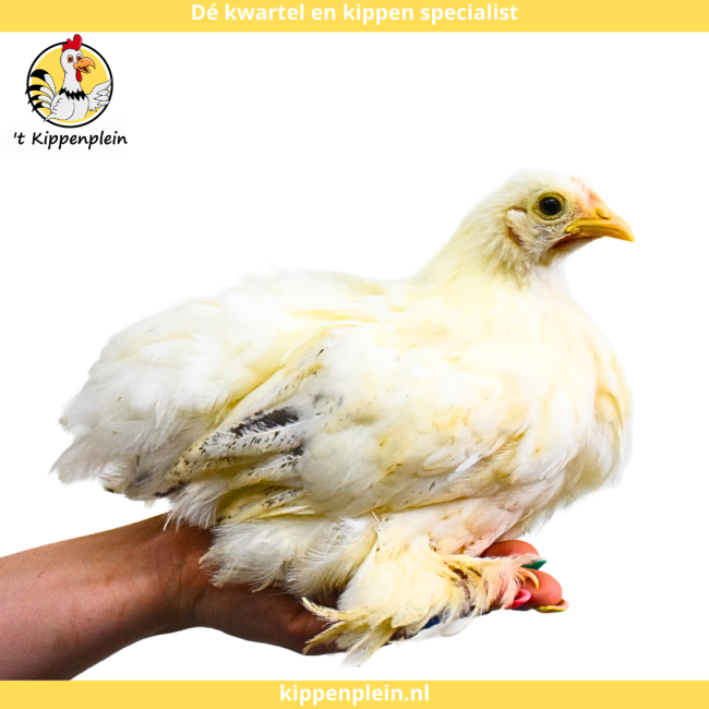 foto van kleur Wit