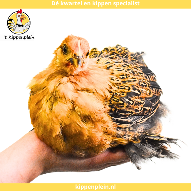 foto van kleur Goudzwartgezoomd