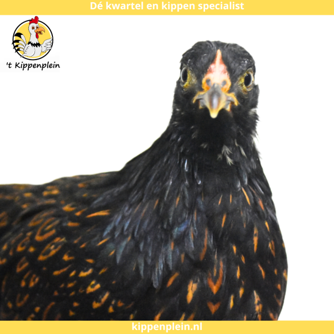 foto van kleur Goud Dubbel Gezoomd