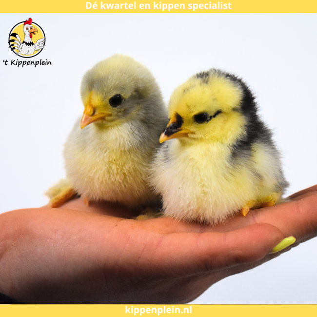 foto van kleur Diverse Kleuren