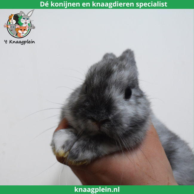 foto van kleur Kleurdwerg - Rohn