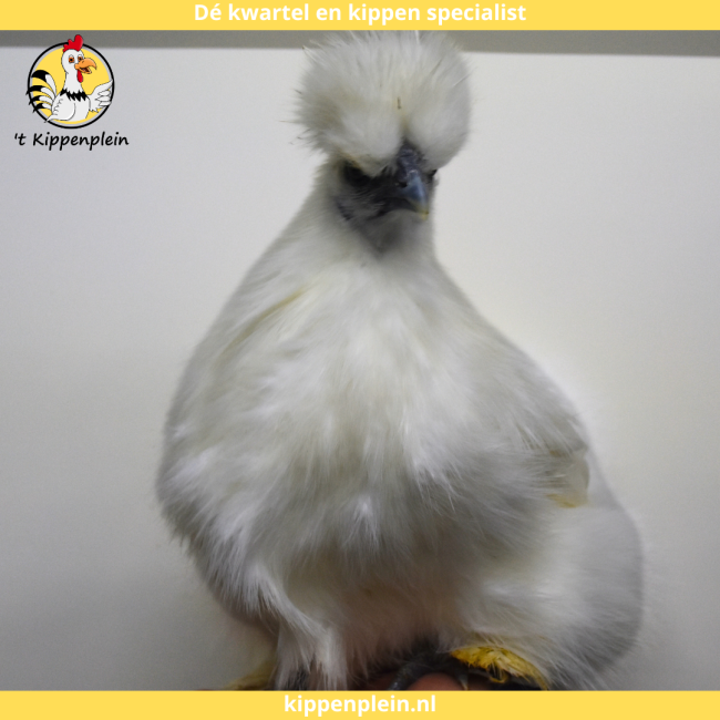 foto van kleur Wit