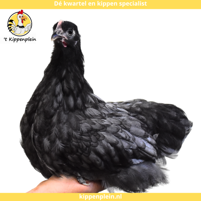 foto van kleur Gezoomd Blauw