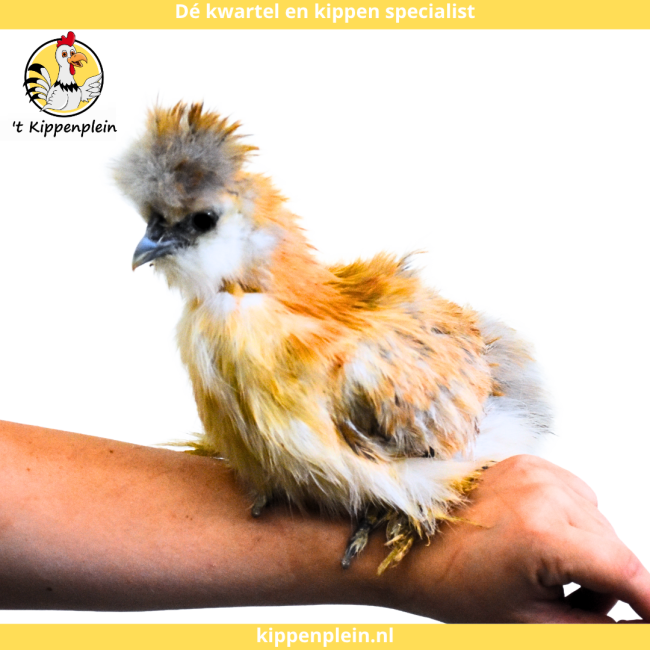 foto van kleur Goudpatrijs