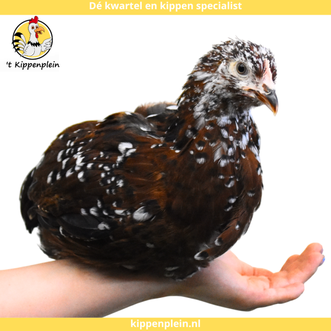 foto van kleur Roodporselein