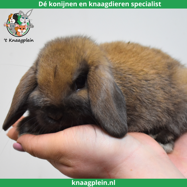 foto van kleur Madagascar