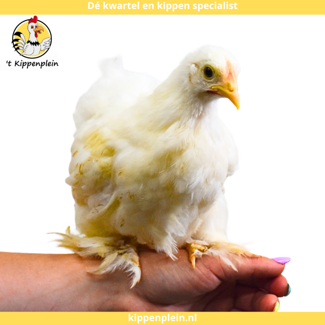 foto van kleur Wit
