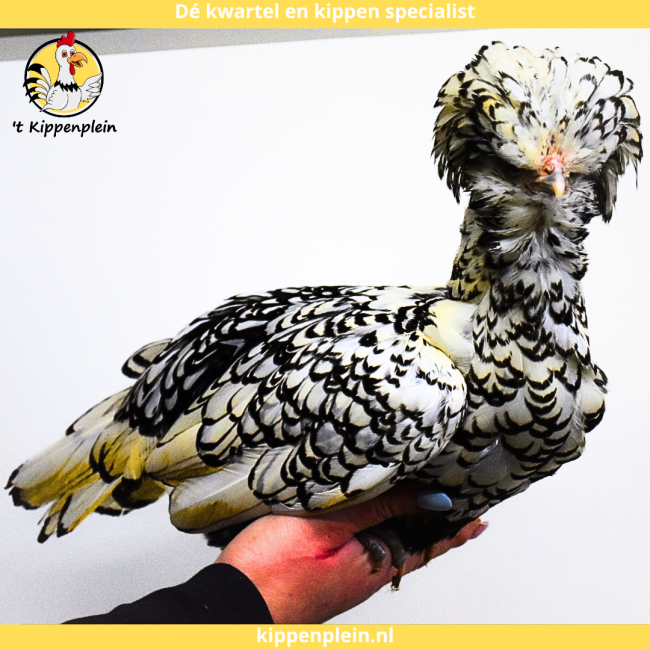 foto van kleur Zilver Gezoomd